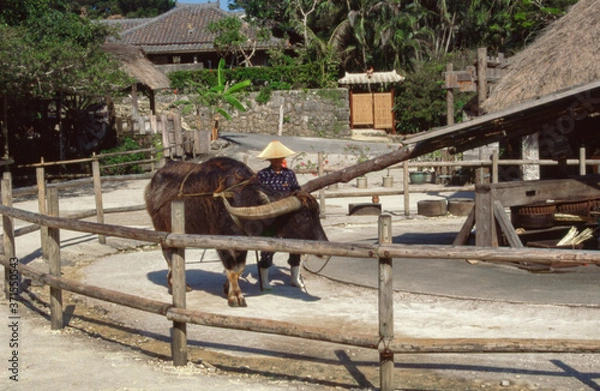 Obraz 琉球村沖縄