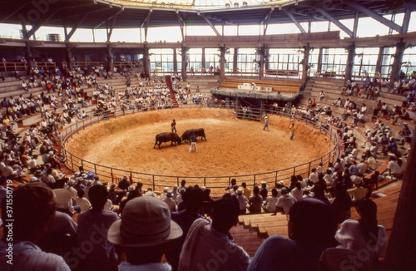 Obraz 沖縄闘牛大会