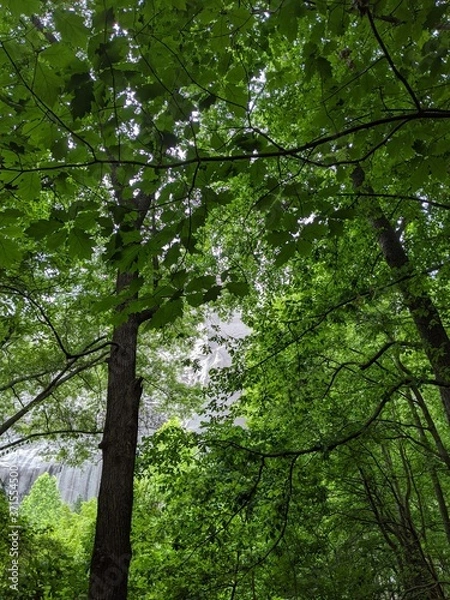 Obraz trees in the forest