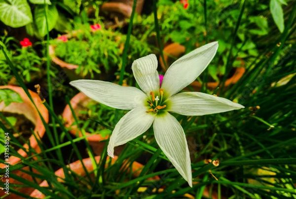 Obraz lily of the valley in the garden