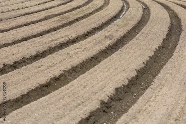 Fototapeta 土作り