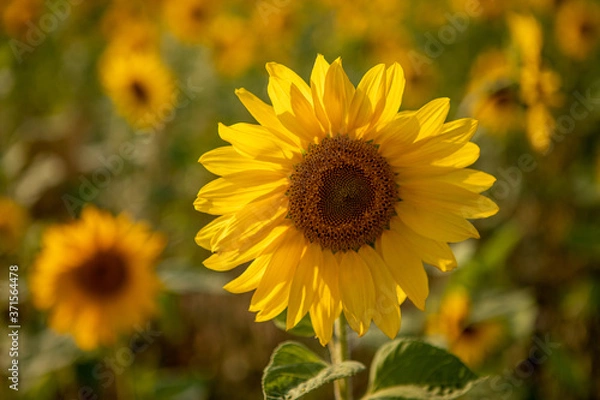 Fototapeta  close-up of a sunflower standing in a field of sunflowers and the sky is blue