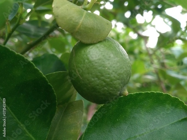 Obraz Green lemons, limes on a tree. Growing food in orchard, garden background 