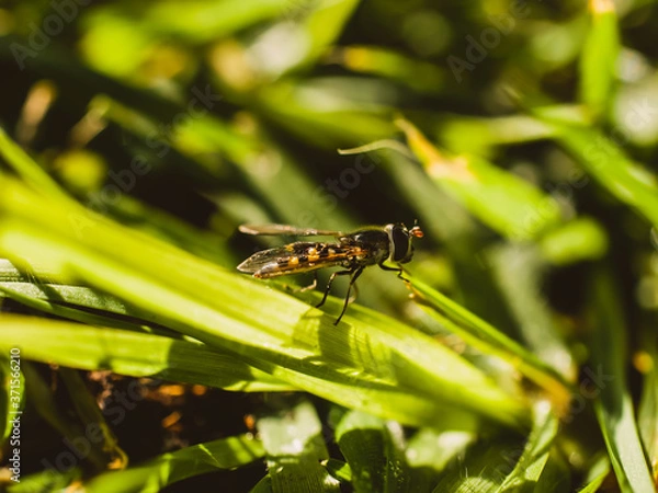Fototapeta Insect on the grass