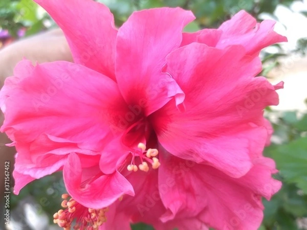 Obraz Pink Flowers with leaves. Flowers on green leaves background in garden under sunlight 