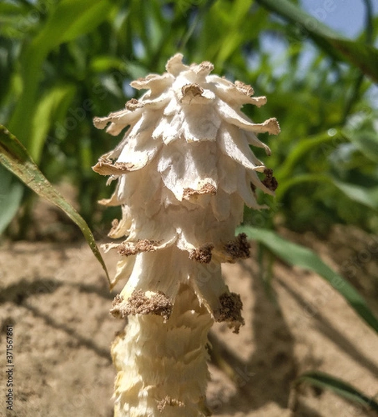 Obraz Mushroom covered with grass and leaves 
