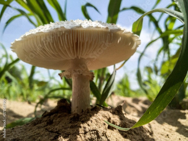 Obraz Mushroom covered with grass and leaves 
