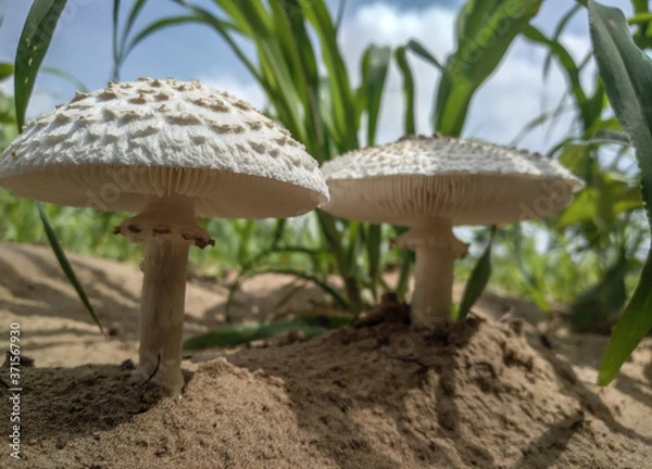 Fototapeta Mushroom covered with grass and leaves 
