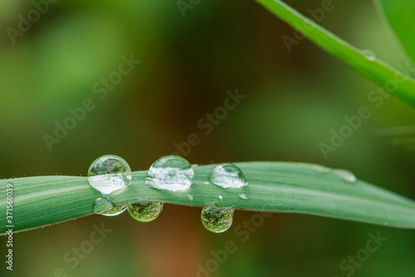 Fototapeta Dew drops on green leaf. meadow grass in drops rain, nature background. From pure water