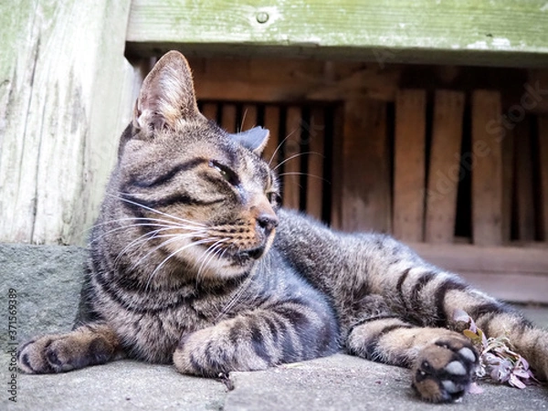 Fototapeta 軒下で涼んでいる野良猫