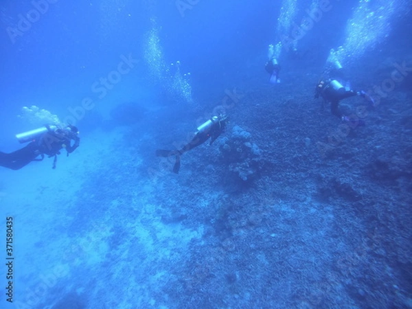 Obraz scuba divers