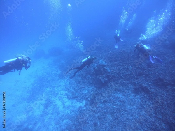 Obraz scuba divers