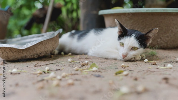 Fototapeta Starving cat