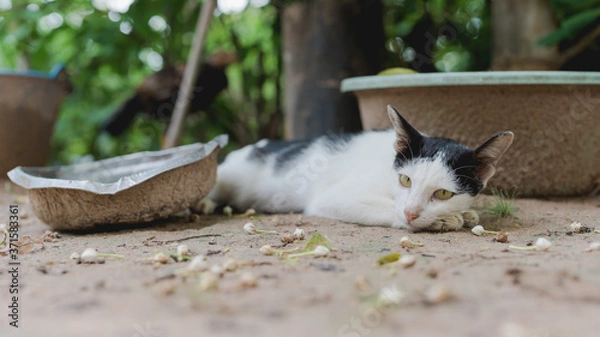 Fototapeta Starving cat