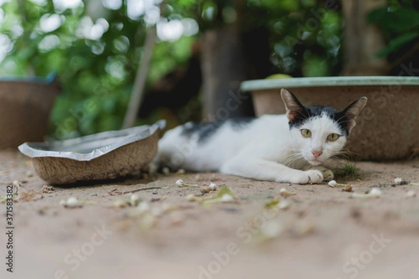Fototapeta Starving cat