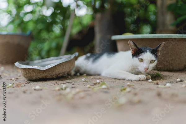 Fototapeta Starving cat