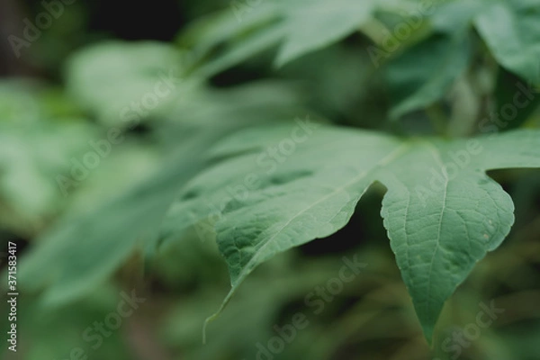 Fototapeta green leaves background