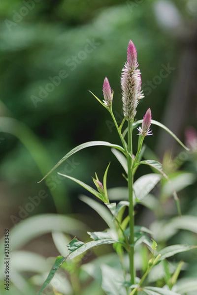 Fototapeta Thai Crest