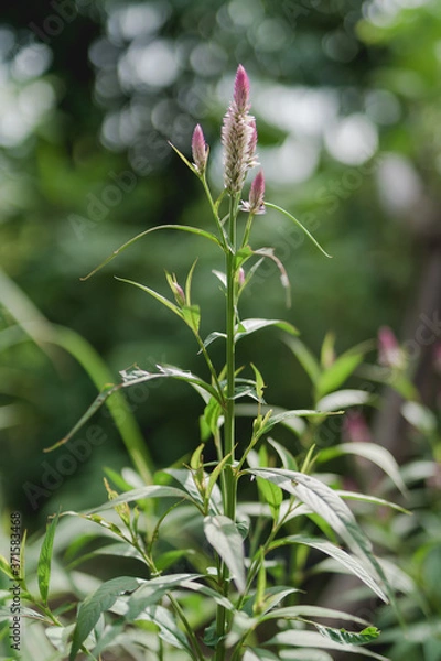 Fototapeta Thai Crest