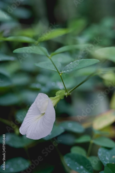 Obraz Pea flower