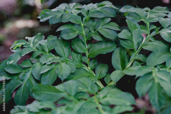 Fototapeta green leaves background