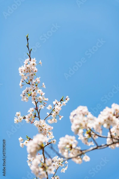 Obraz 日本の春を告げるソメイヨシノ