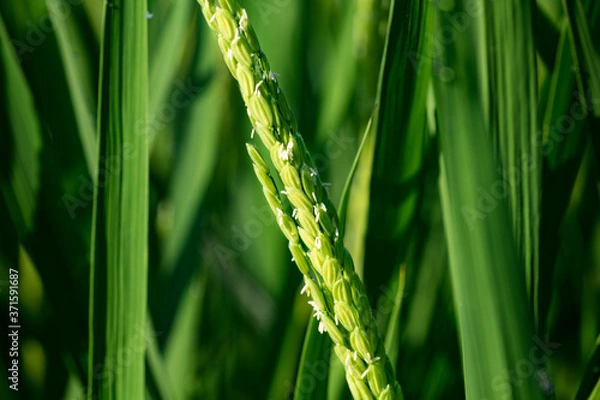 Obraz 日本の主食お米　稲の花