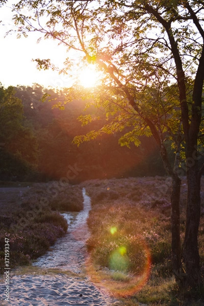 Obraz Fischbeker Heide