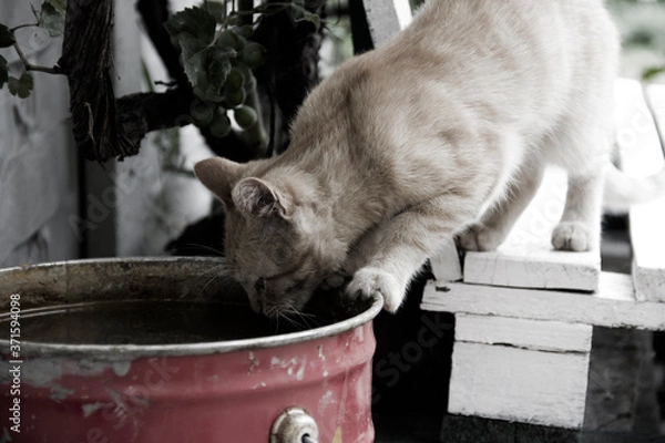 Obraz cat on the farm