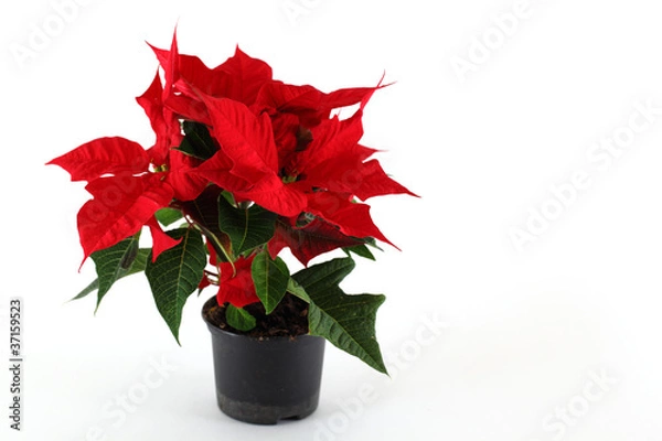 Fototapeta Weihnachtsstern