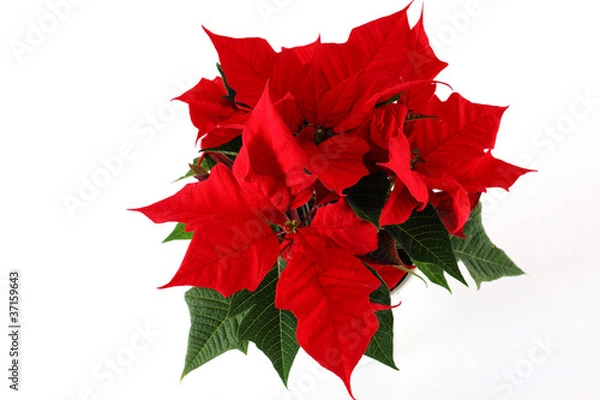 Fototapeta Blütenblätter