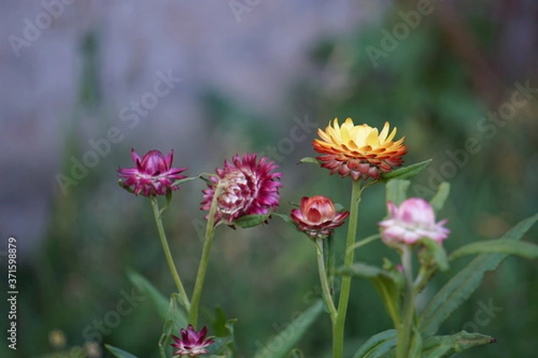 Obraz pink and yellow flower
