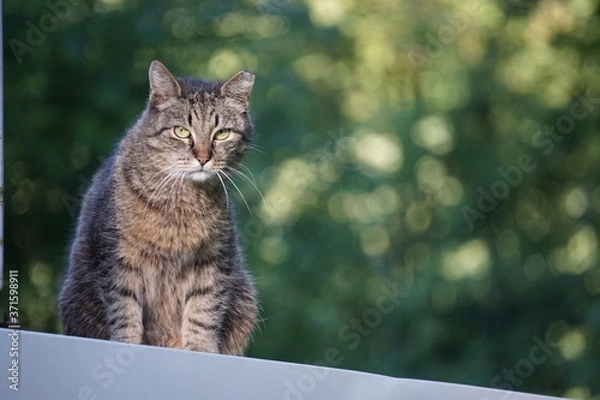 Obraz cat on the fence