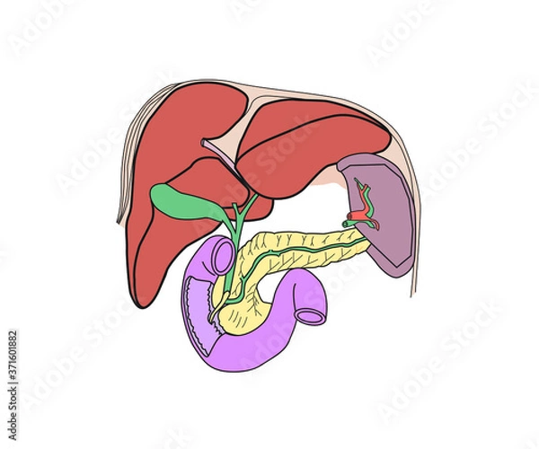 Obraz Single human liver with pancreas vector