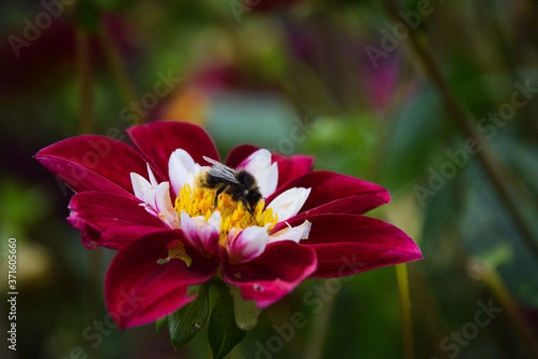 Obraz bee on red flower