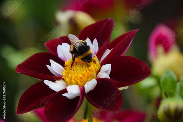 Obraz bee on flower