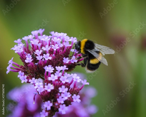 Fototapeta bee on a flower