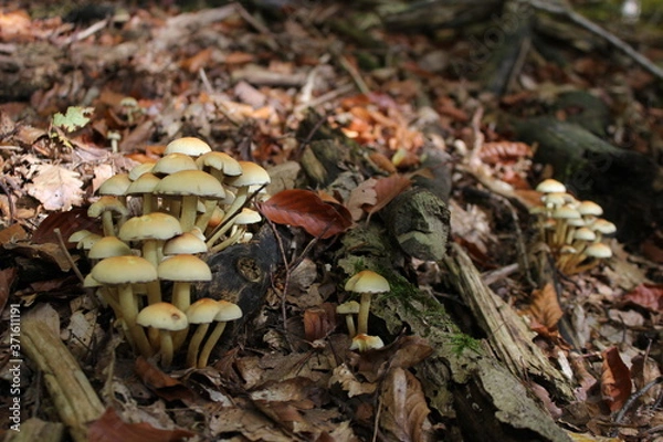 Fototapeta close up of mushrooms in autumn forest