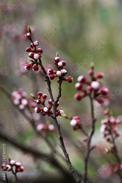 Fototapeta Nice white apricot spring flowers branch on blue sky background