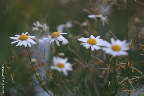 Fototapeta закат, цветы