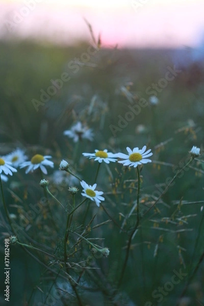 Fototapeta закат, цветы