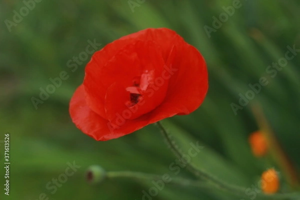 Fototapeta закат, цветы