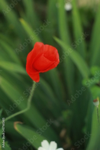 Fototapeta закат, цветы