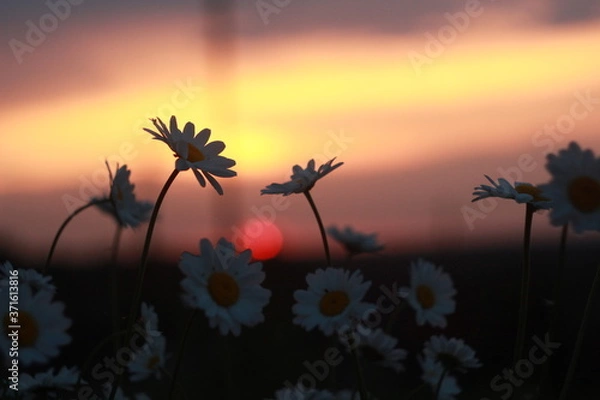 Fototapeta закат, цветы