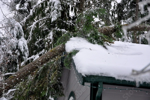 Obraz Tree, Meet House