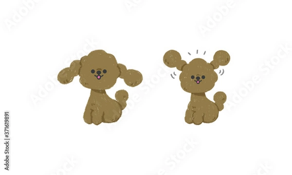 Fototapeta 手描きの子犬 ベクターイラスト（トイプードルお座り）