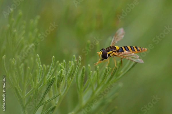 Fototapeta Schwebfliege