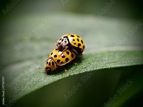 Fototapeta Marienkäfer