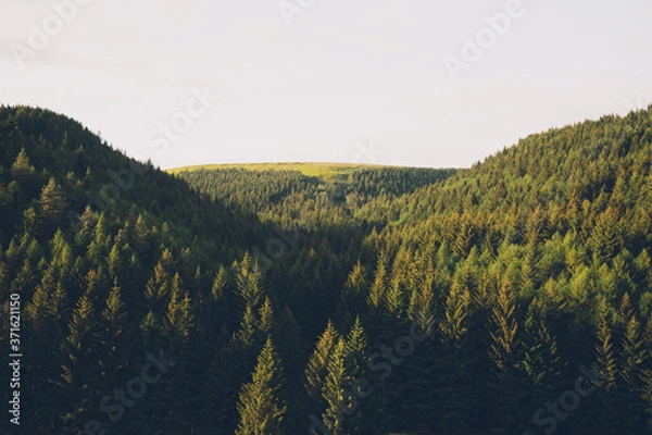 Obraz Sunset over a Forest