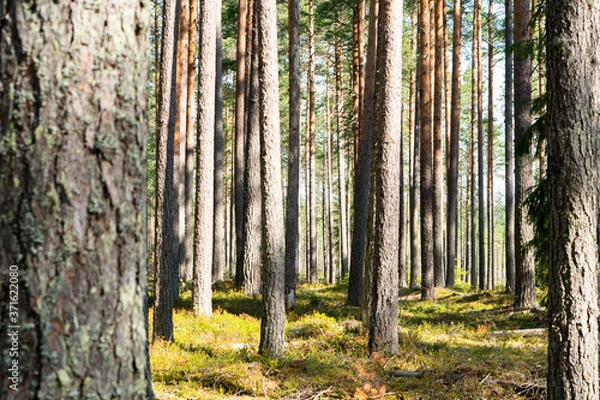 Fototapeta Green wild forest nature. Beautiful green rain forest. Pine forest. Natural environment. Pine trees in nature. Branches and trees.